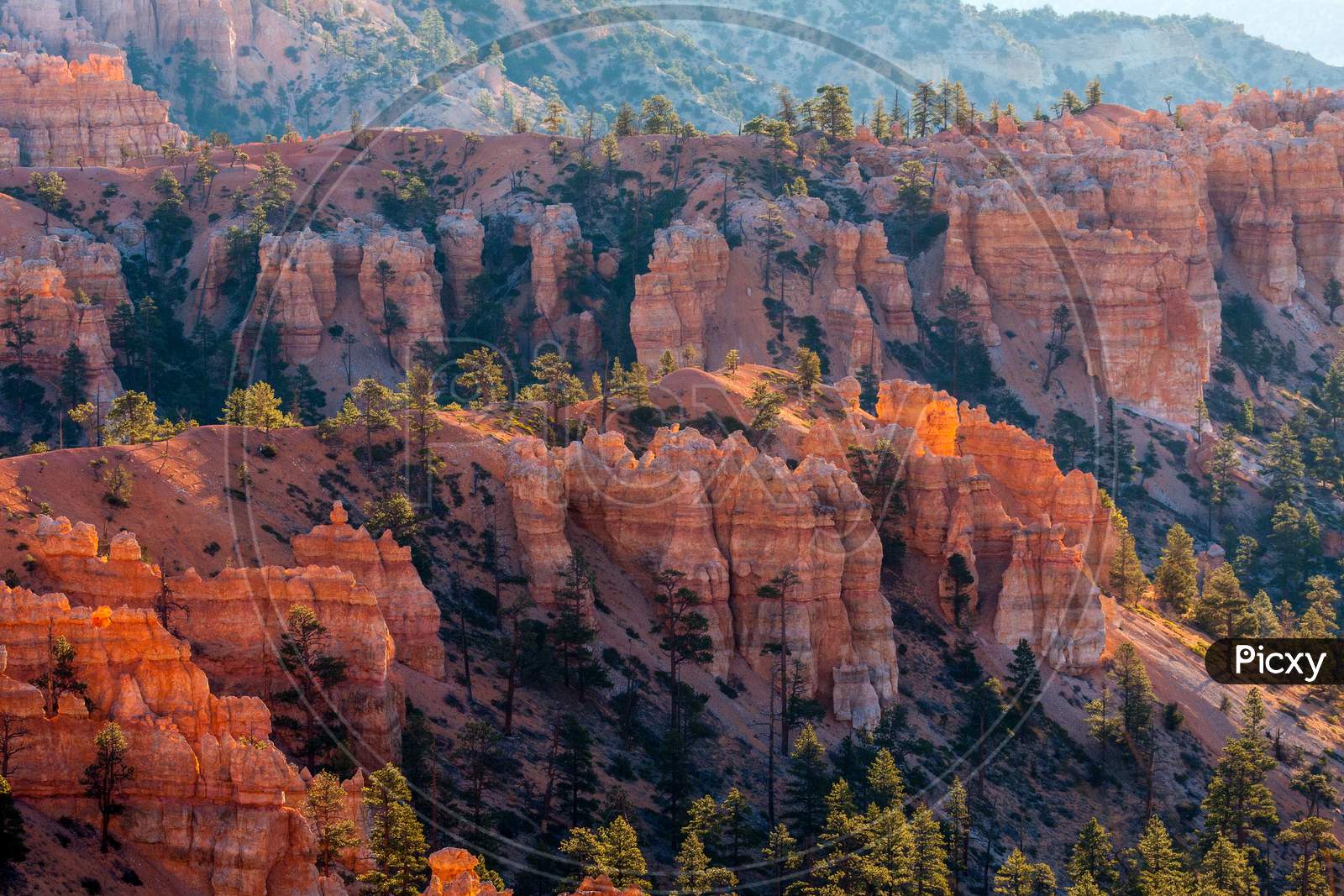 Sun Kissed Hoodoos And Pine Trees In Bryce Canyon