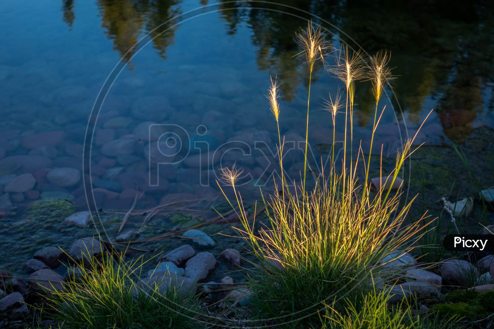 Wild Grass Growing At The Edge Of A Lake