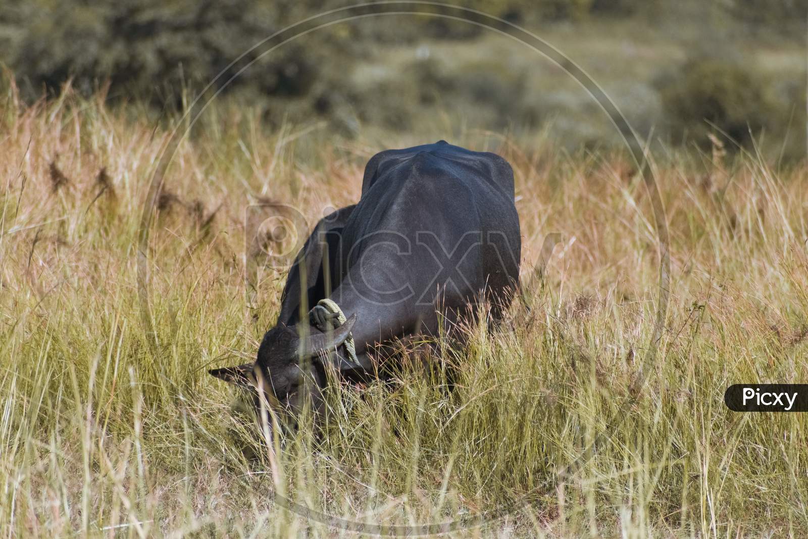 Indian Murrah Buffalo Eating Grass On The Field.