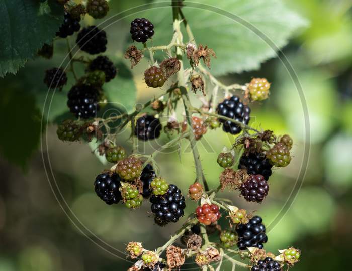 Wild Blackberries Ready For Picking In Sussex