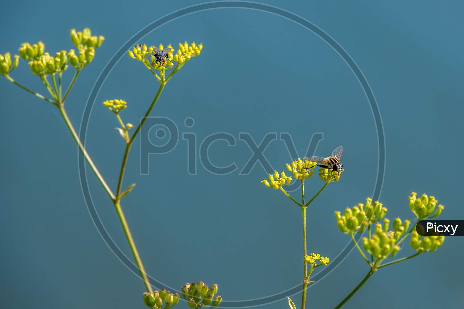 Masquerading Syrphid Fly On Bupleurum Falcatum Growing Wild In The Dolomites