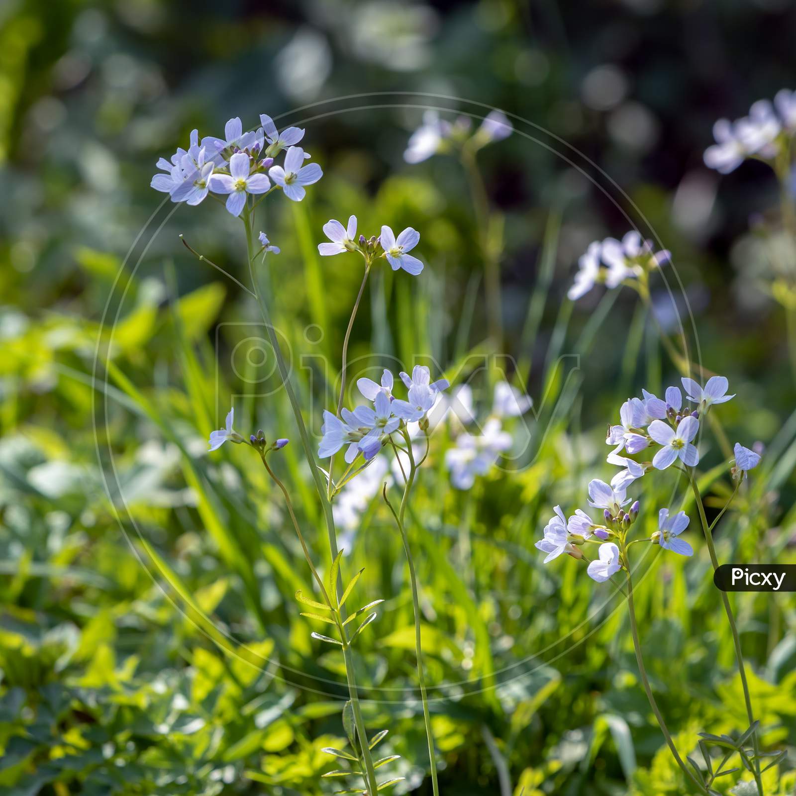Cuckoo Flowers (Cardamine Pratensis) Flowering In The Spring Sunshine At Birch Grove In East Sussex
