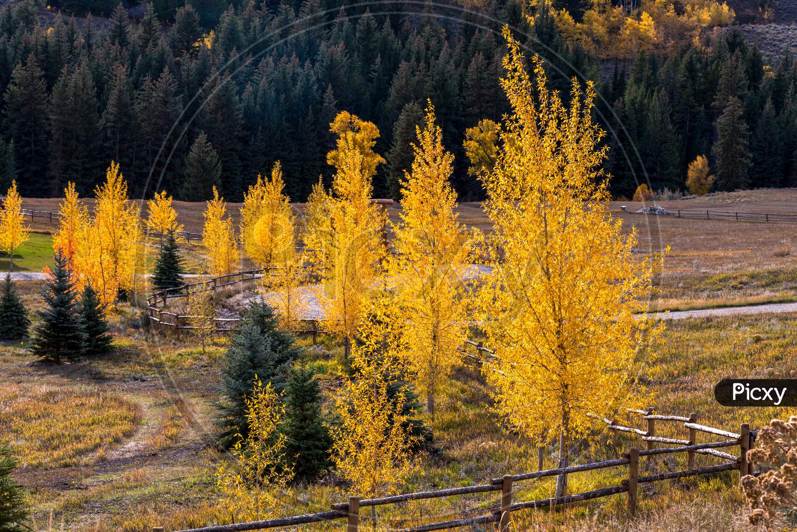 Autumn Colours In Wyoming