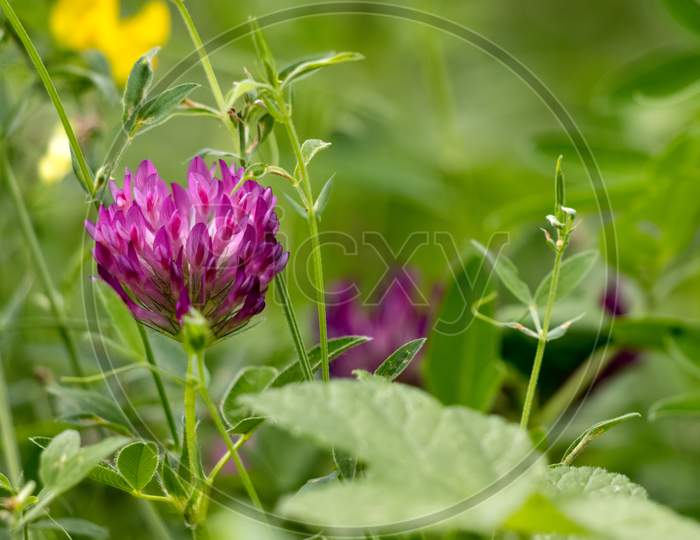 Red Clover (Trifolium Pratense) Flowering Along The Worth Way In East Grinstead
