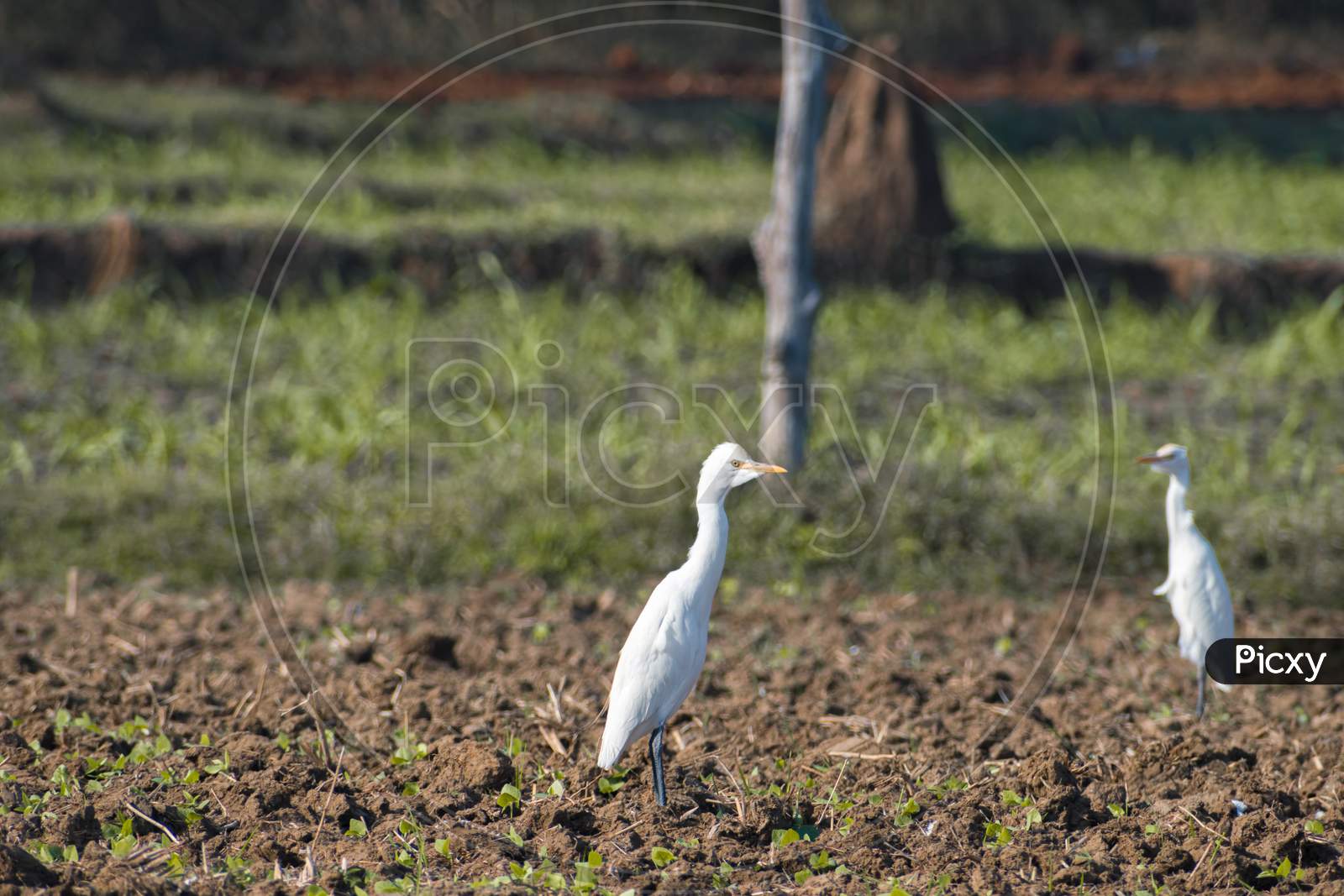 Cattle Egret Bird Walking Alone On The Field.