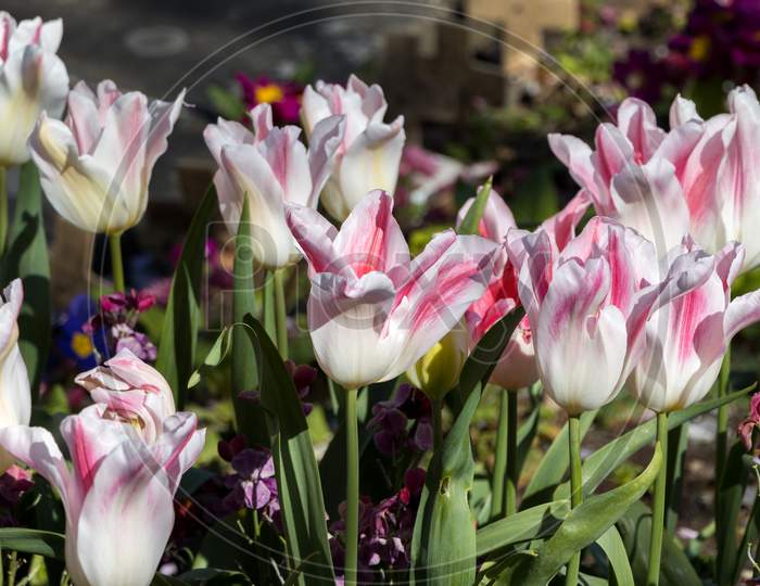 Colourful Display Of White And Red Tulips In East Grinstead