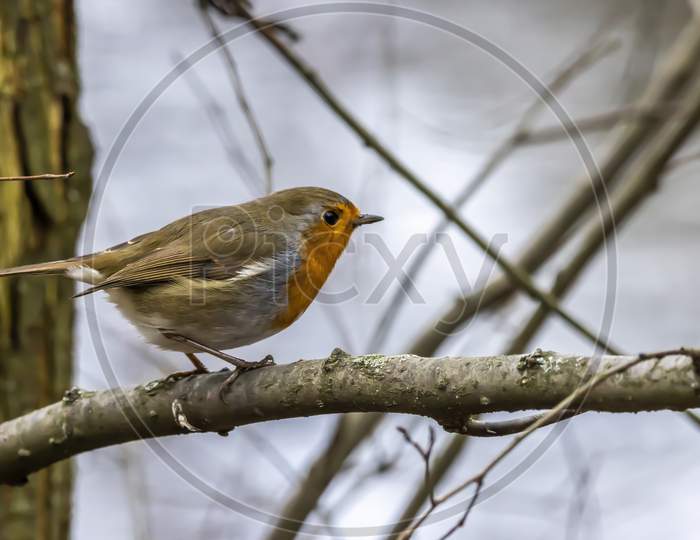 A robin songbird looking for food in winter.