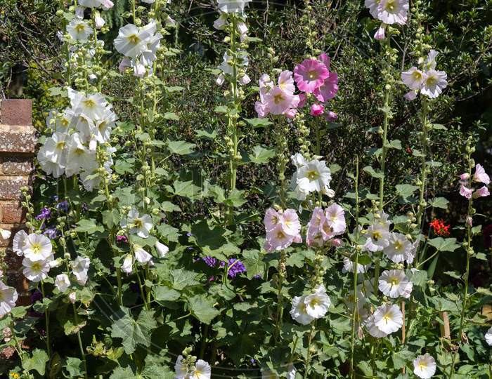 Hollyhocks (Alcea) Flowering In East Grinstead