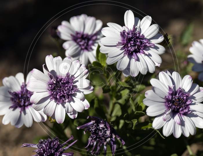 White And Purple Osteospermums Flowering In An English Garden