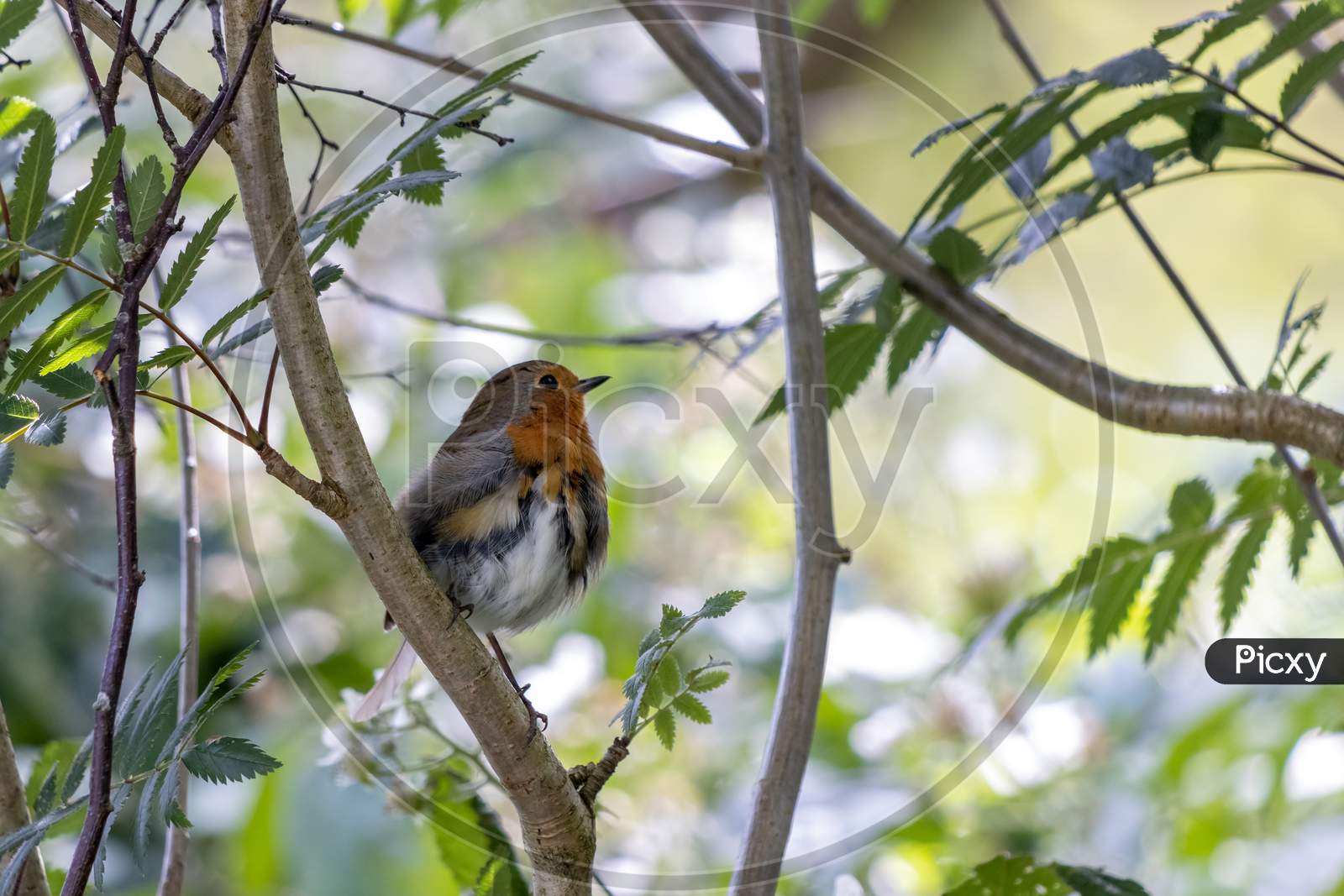 Fledgling Robin Perched In A Tree On A Summers Day