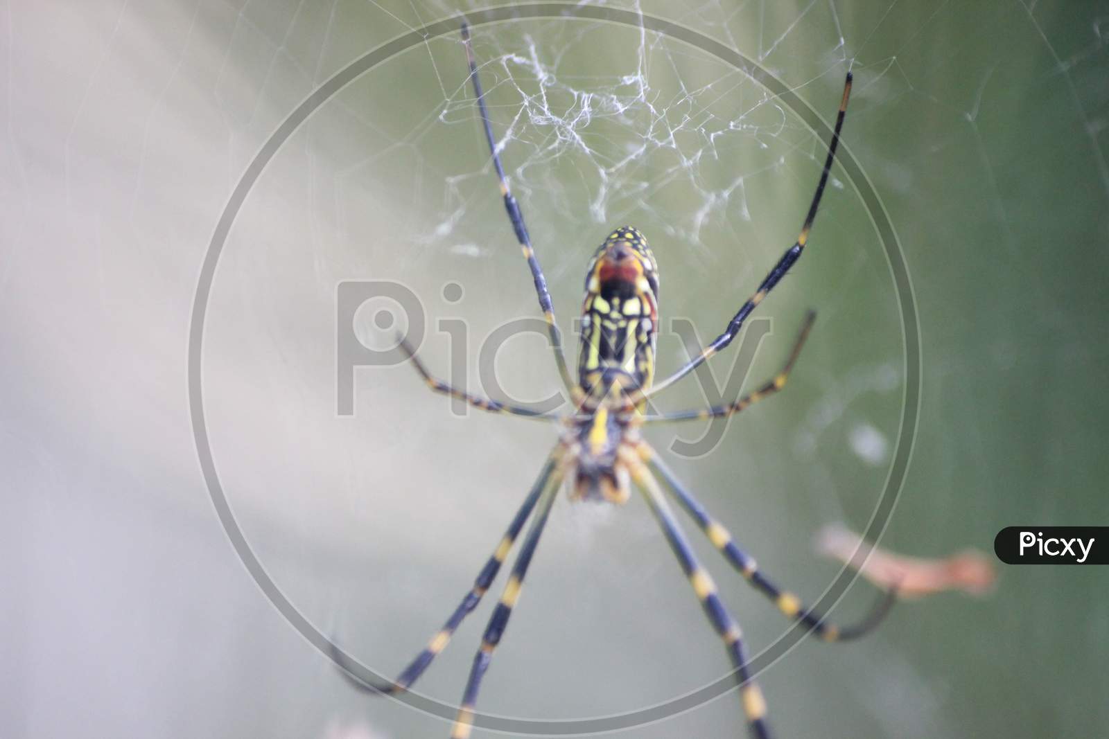 Closeup View With Selective Focus On A Giant Spider And Spider Webs