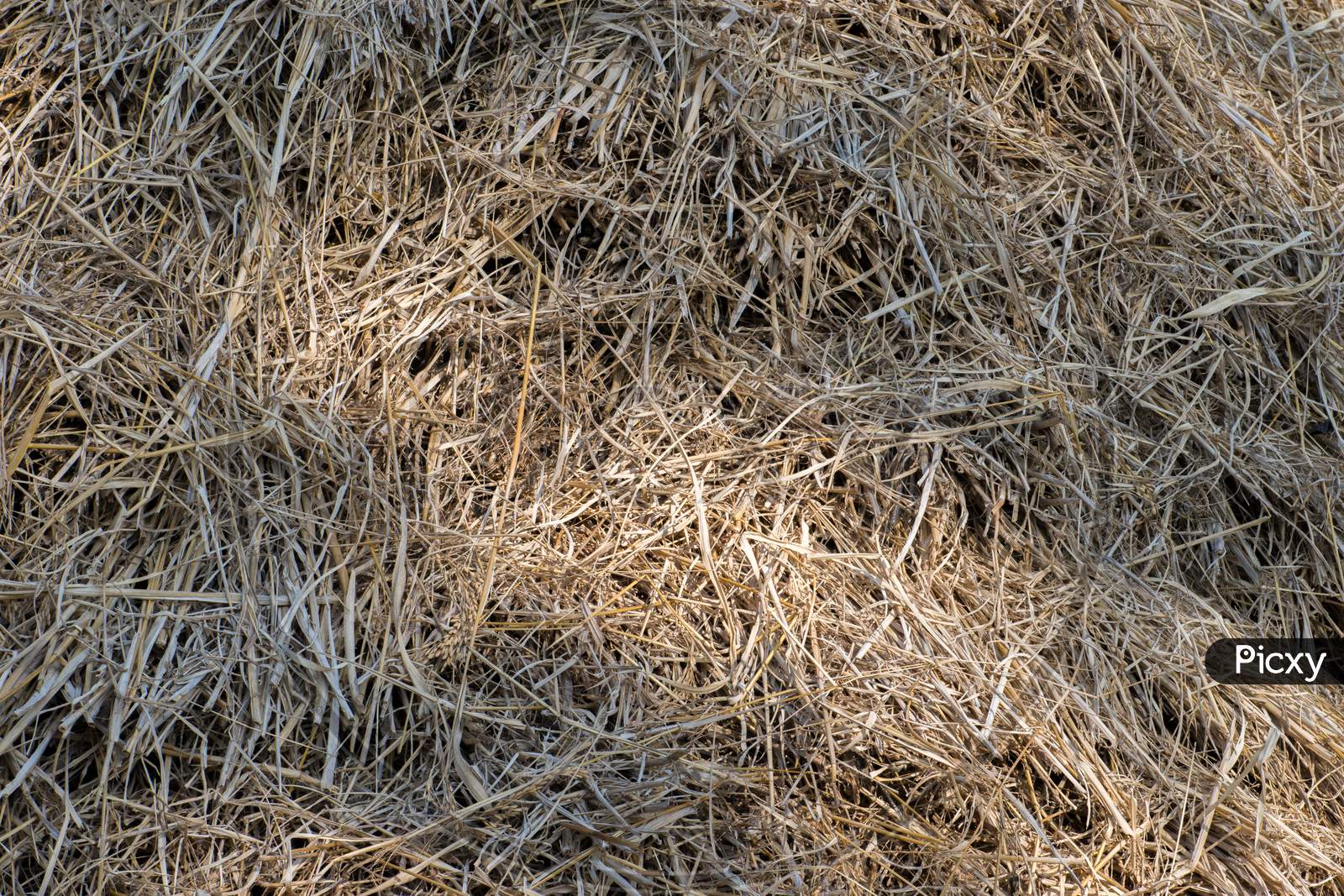 Rice Straw, Paddy Storage Grass Background .