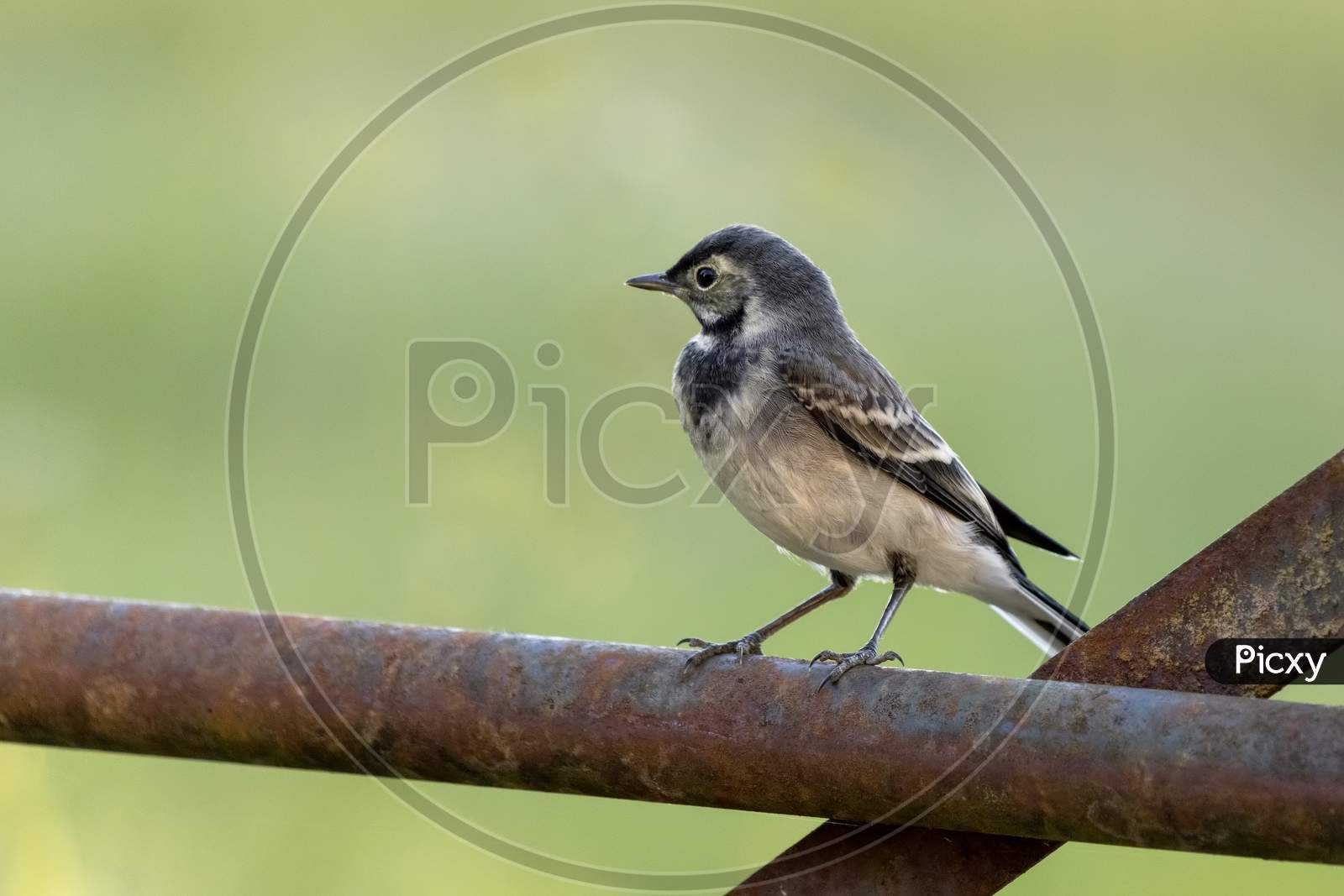 Juvenile Pied Wagtail Resting On An Iron Gate