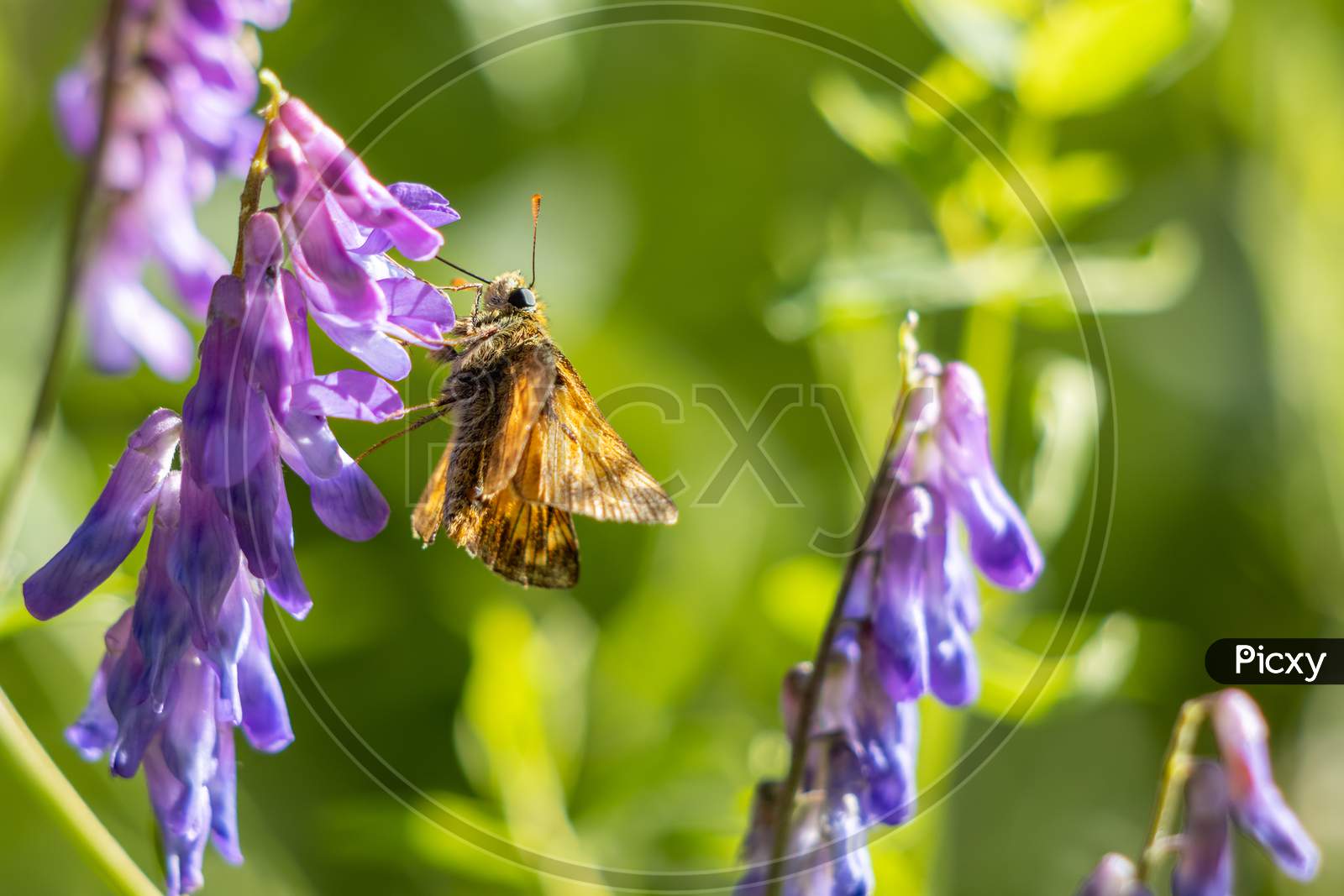 Large Skipper Butterfly (Ochlodes Venatus) Feeding On A Flower In The Summer Sunshine