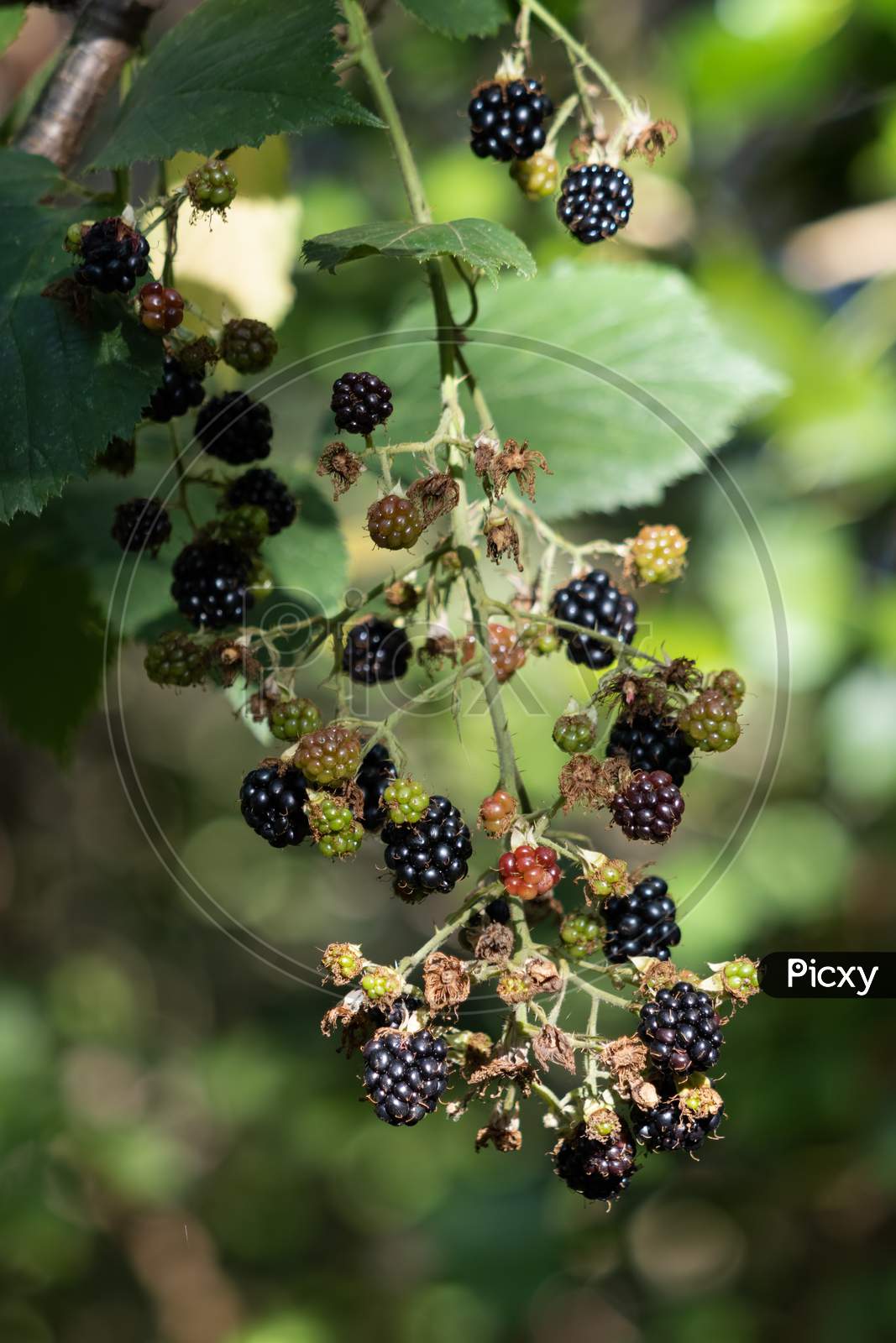 Wild Blackberries Ready For Picking In Sussex
