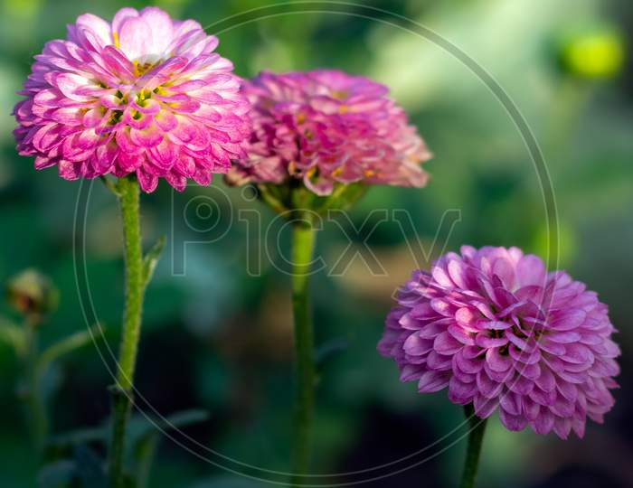 Dahlia Pink And Off White Flower Petals Variety Of Color