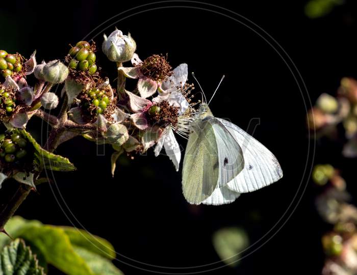 Small Cabbage White Butterfly (Pieris Rapae) Feeding On A Blackberry Flower