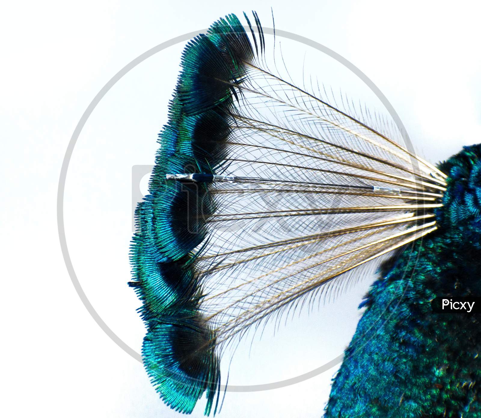 Peacock Crest Feathers Close Up Shot Isolated On White.