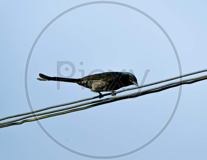 Bronzed Black Drongo Bird Sitting On The Electric Wire.
