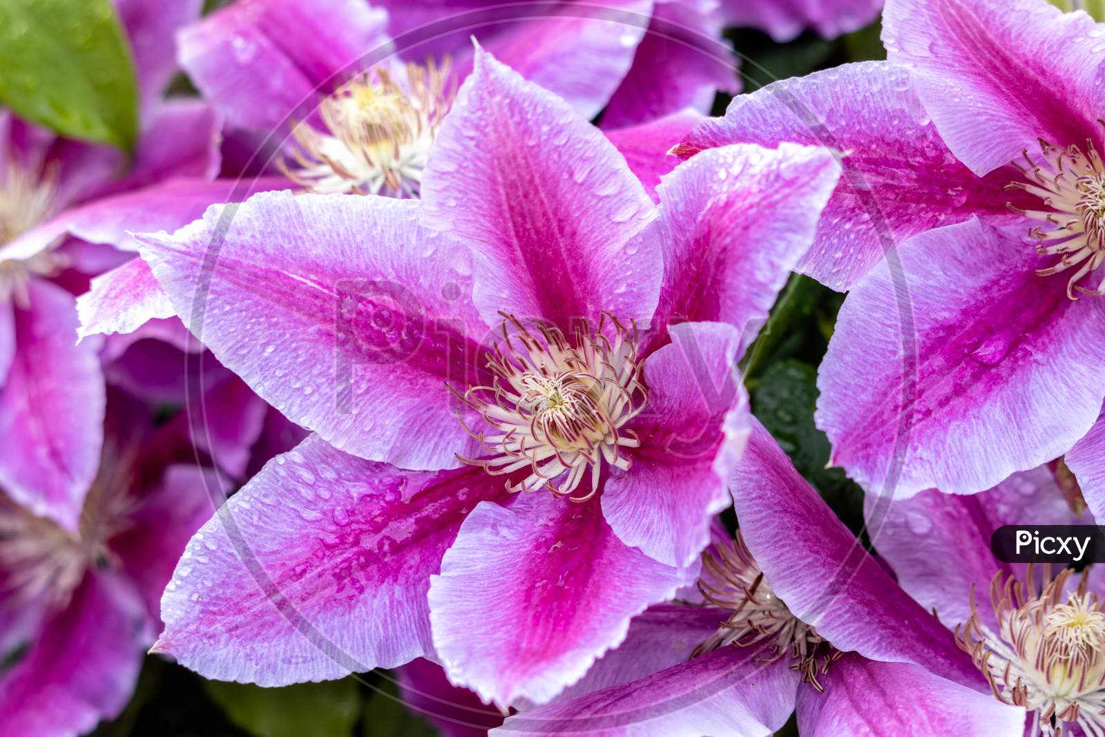 Raindrops On A Pink Clematis Blooming In An English Garden