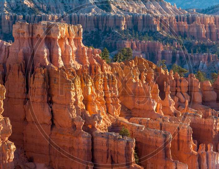 Sun Kissed Hoodoos And Pine Trees In Bryce Canyon