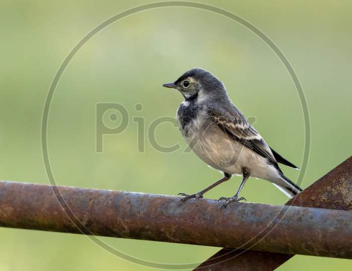 Juvenile Pied Wagtail Resting On An Iron Gate