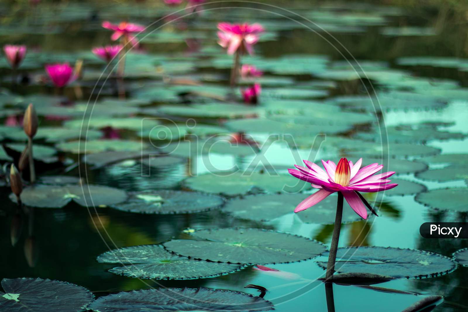Many Water Lily Flower Blooms In The Village Pond
