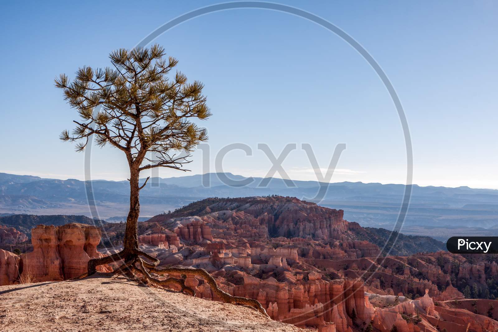 Small Tree Existing On The Edge  Of Bryce Canyon