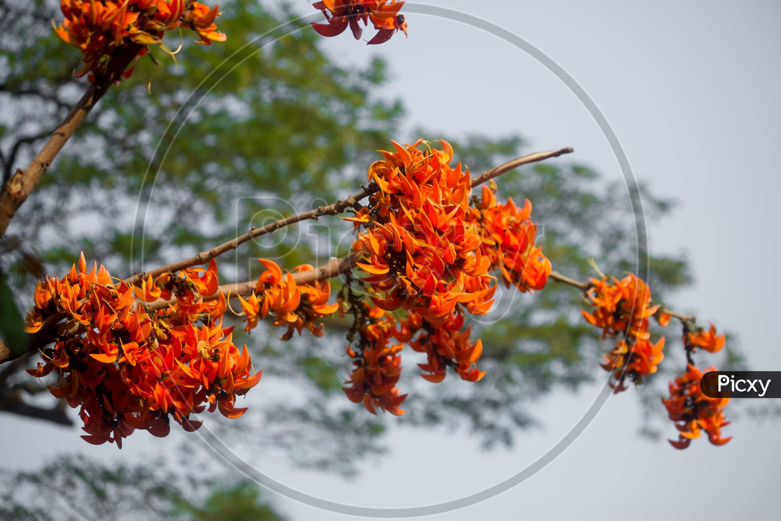 The Beautiful Reddish-Orange Butea Monosperma Flower Blooms In Nature In A Tree In The Garden.