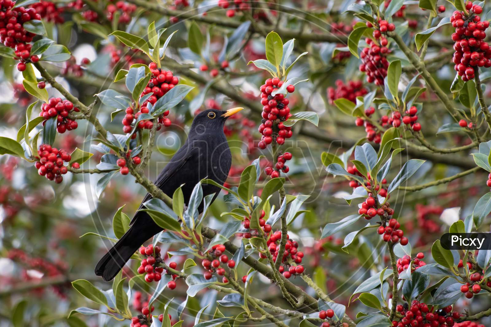 Blackbird (Turdus Merula) In A Holly Tree Eating Berries