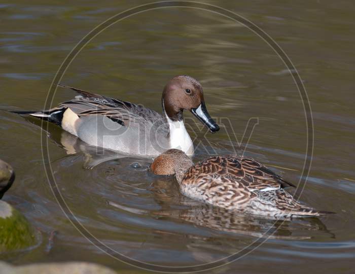 A Pair Of Northern Pintail (Anas Acuta) In London