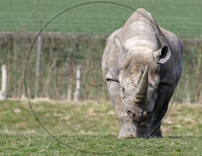 Black Rhinoceros Or Hook-Lipped Rhinoceros (Diceros Bicornis)