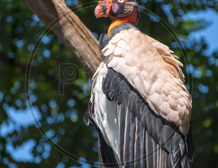 King Vulture (Sarcoramphus Papa) Perching On A Branch