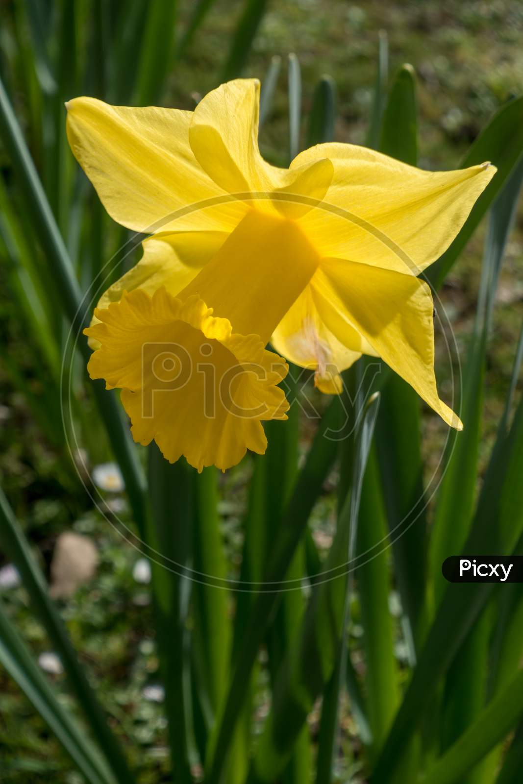 Golden Daffodil Flowering In The Spring Sunshine