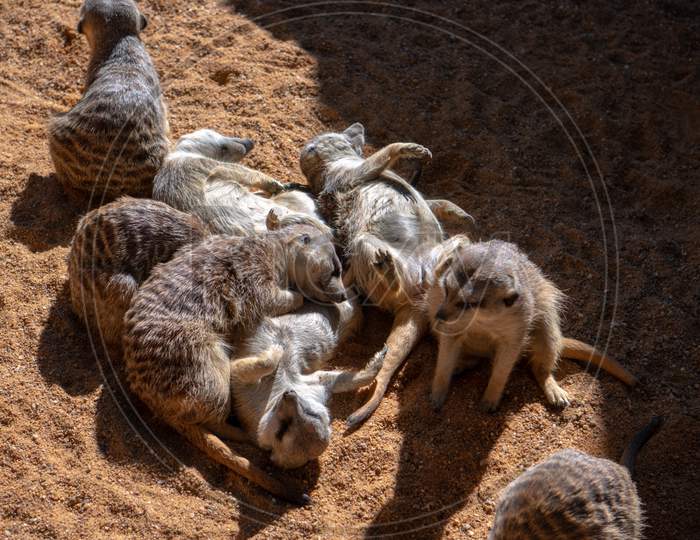 Valencia, Spain - February 26 : Meerkats At The Bioparc In Valencia Spain On February 26, 2019