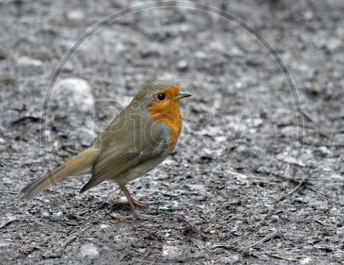 Close-Up Of An Alert Robin Standing On Wet Muddy Path