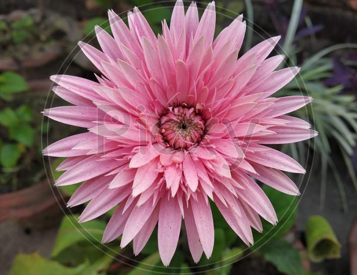 gerbera flower head pink