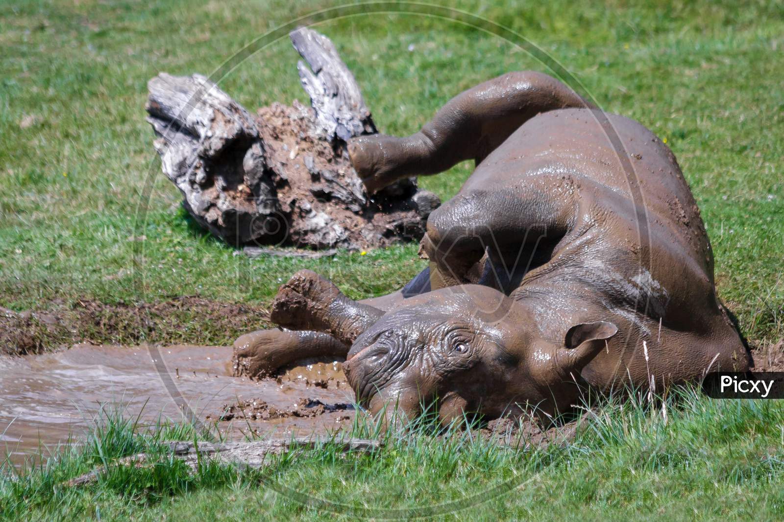 Rolling Rhinoceros (Rhinocerotidae) At Port Lympne Wild Animal And Safari Park