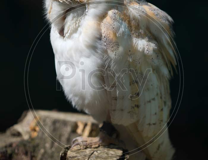 Barn Owl (Tyto Alba)