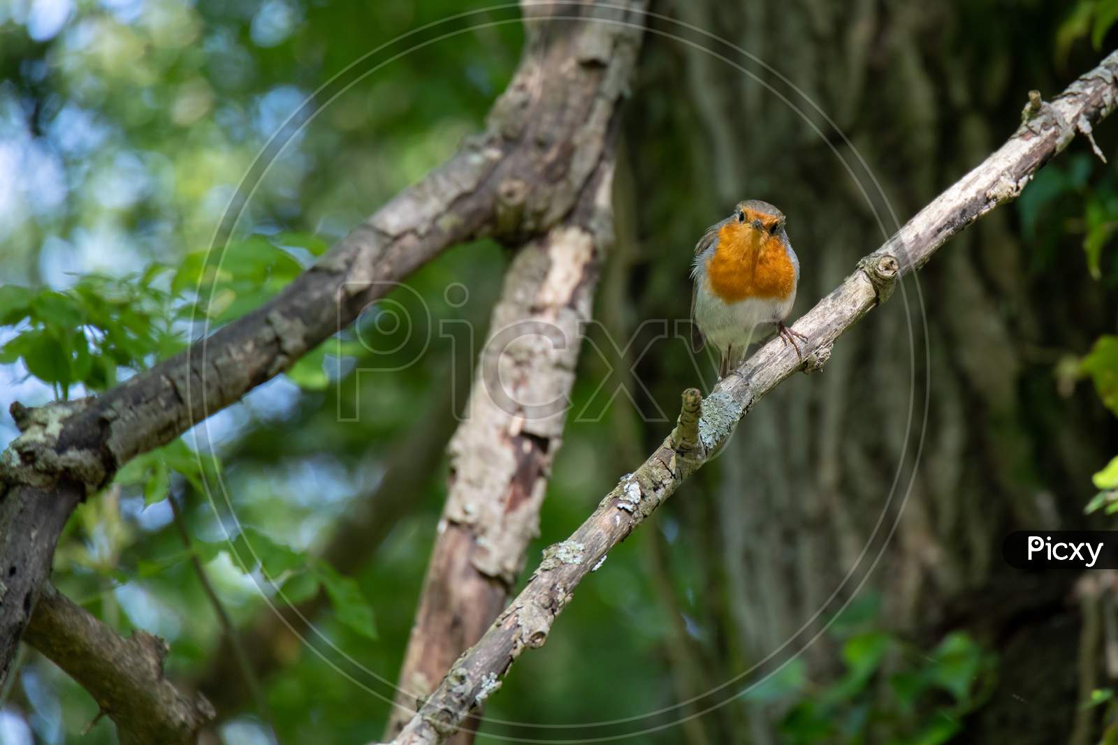 Robin Singing In A Tree On A Spring Day