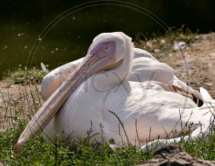 Great White Pelican (Pelecanus Onocrotalus)