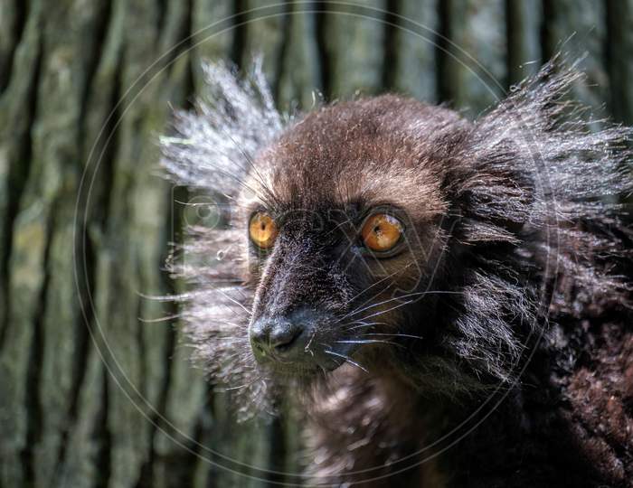 Black Lemur (Eulemur Macaco) At The Bioparc Fuengirola