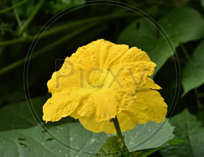 Beautiful Yellow Flower In Green Leaf