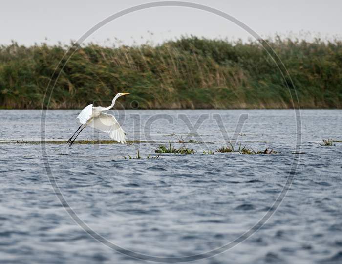 Great White Egret (Egretta Alba) In The Danube Delta, Romania