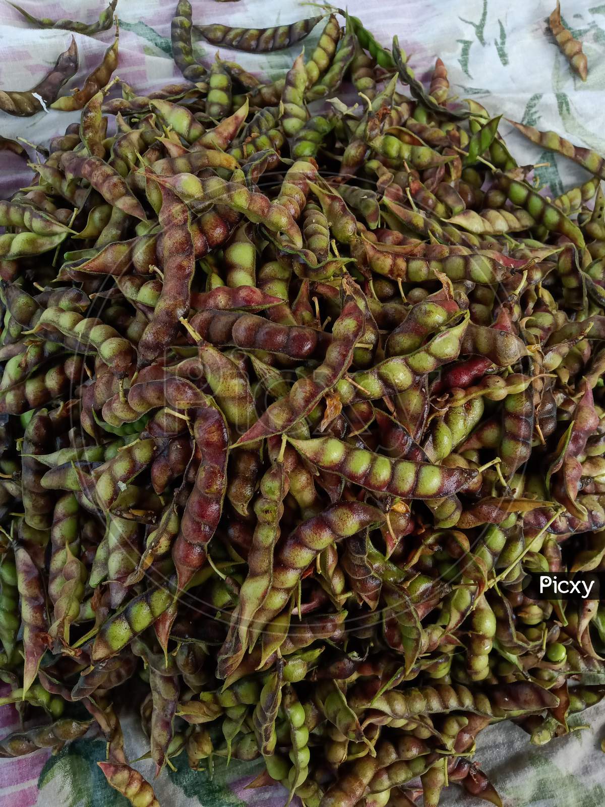 pigeon pea from India for selling