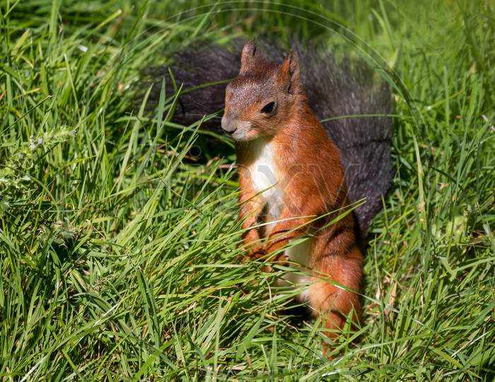 Eurasian Red Squirrel (Sciurus Vulgaris) Standing In The Long Grass