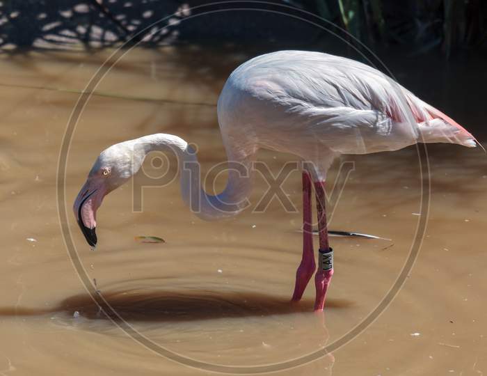 Greater Flamingo (Phoenicopterus Roseus)