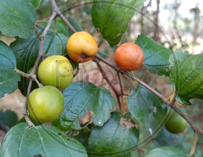 Wild jujube fruits on tree