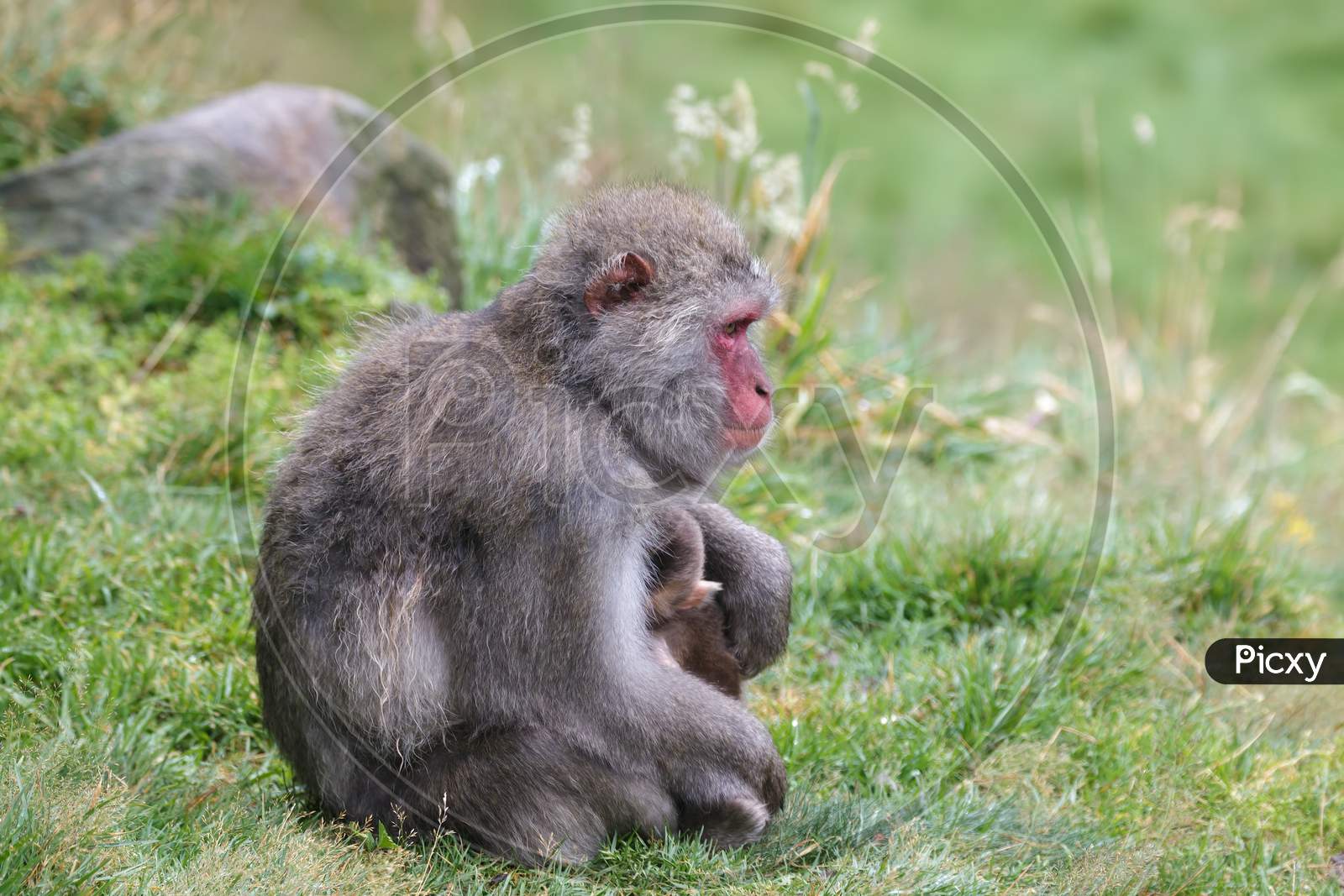 Japanese Macaque (Macaca Fuscata) Or Snow Monkey With Baby