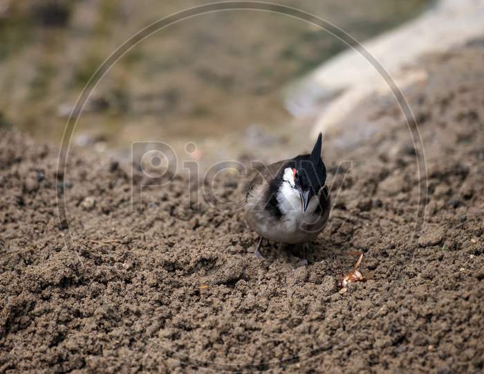 Red-Whiskered Bulbul (Pycnonotus Jocosus) Looking At A Dead Insect